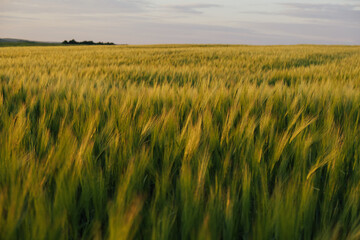 The unripe green wheat field under summer sunset sky with clouds. The concept of agriculture. Ukraine this year will have problems with the cultivation of wheat.