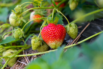 Garden strawberries with green berries on black agro spandex in summer in the garden bed. Selective focus, close-up.
