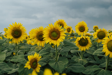 A closeup of sunflowers in a field under a cloudy sky on a rainy day in the countryside. Agriculture concept.
