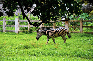 Beautiful wild zebra walking on the green grasses. Point of view of black and white striped coats animal called plains zebra standing on the field
