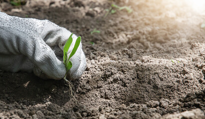 Closeup of hand in protective gloves planting sprout in soil