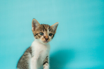 Fototapeta premium One month old black and white kitten stylish in front of a tosca background, very cute