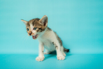 One month old black and white kitten stylish in front of a tosca background, very cute