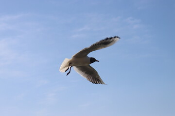 seagulls fly over the water and catch bread crumbs on the fly