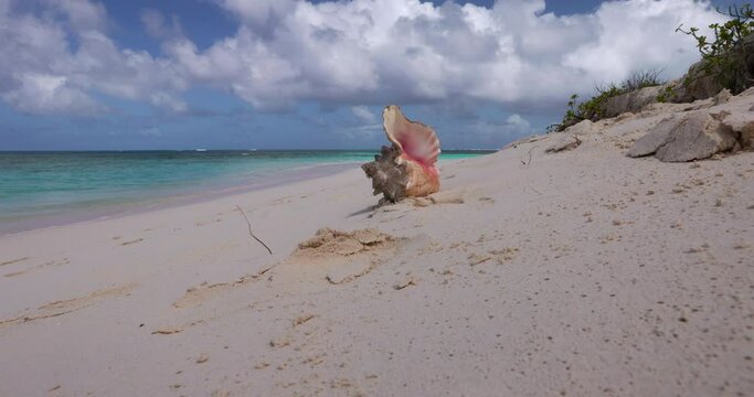 conch shell on beach with two people walking