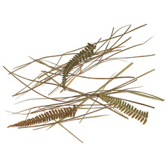 Herbarium. Dried blades of grass and ferns on a white background
