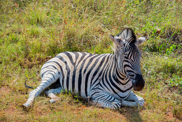 Fototapeta na wymiar A zebra lying down in a grassy patch, South Africa.