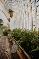 Plants inside a historic greenhouse at chateau Lednice in southern Moravia, Czech Republic. Indoor of greenhouse Lednice castle. Fresh plants, tropical jungle and palms.