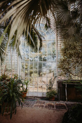 Plants inside a historic greenhouse at chateau Lednice in southern Moravia, Czech Republic. Indoor of greenhouse Lednice castle. Fresh plants, tropical jungle and palms.