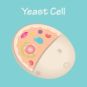 Diagram of a Yeast Cell