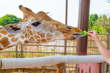 one giraffe close-up eating grass from hands