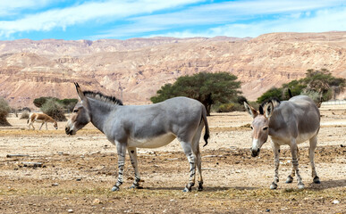 Somali wild donkey (Equus africanus) in nature reserve of the Middle East. This species is...