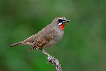 fascinated brown bird with velvet red feathers on its chin proudly perching on top of wooden stick over green plants, Siberian rubythroat