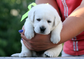 nice yellow labrador puppy on the blue background