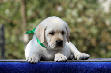 a yellow labrador puppy on the blue background
