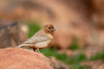 Sinai rosefinch (Carpodacus synoicus), Wadi Rum, Jordan.