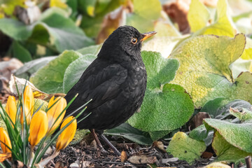 Amsel zwischen Krokussen und Bl&auml;ttern