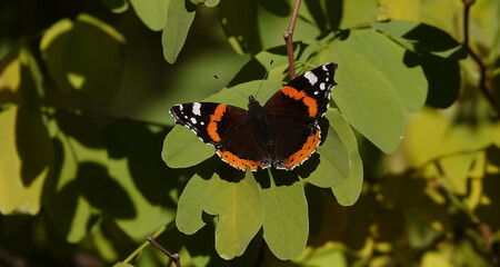 Butterfly Admiral