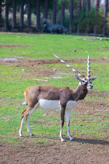 beautiful markhorn antelope lives in Dubai Zoo