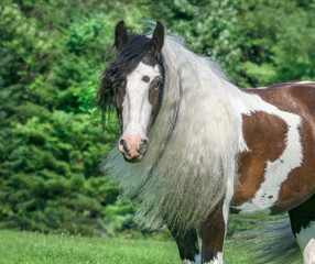 Obraz na płótnie Canvas Gypsy Horse filly head portrait 