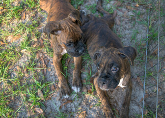 Boxer dog puppies lying in open pen on lawn