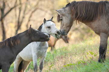 Fototapeta na wymiar Miniature horse foal greet stallion 