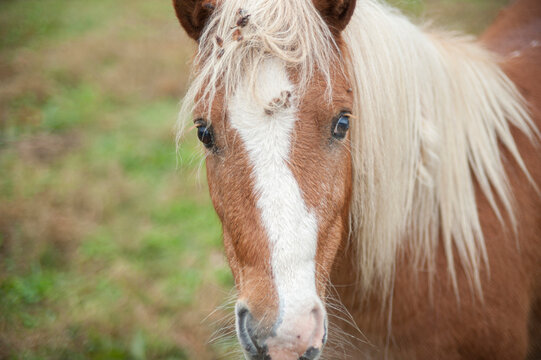 Portrait of Miniature horse in pasture

