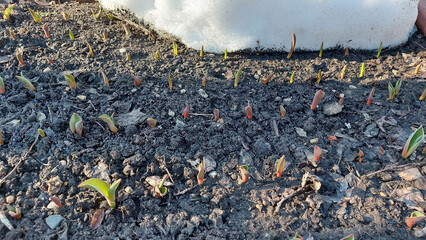 Tulips sprout from the land freed from snow. Early spring. Young shoots