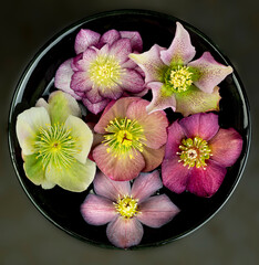 Obraz na płótnie Canvas Helleborus flowers from winter garden in central Virginia floating in a bowl of water.