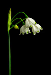 Obraz premium Spring snowflake flowers (Leucojum vernum) and flower bud in early March in Virginia.