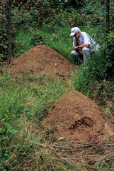Nests of Allegheny mound ants . Large mounds are made of soil excavated from ground and often covered with plant parts. Mounds are solar heat collectors that incubate the eggs and larvae inside. 