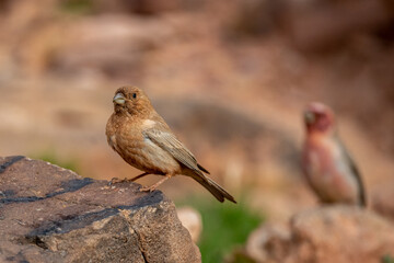 Sinai rosefinch (Carpodacus synoicus), Wadi Rum, Jordan.