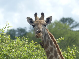 Girafe