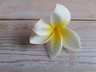White and yellow Plumeria flower Frangipani tree, also known as Jasmine Mango and Champa, isolated, on a wooden table.