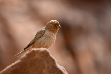 Sinai rosefinch (Carpodacus synoicus), Wadi Rum, Jordan.