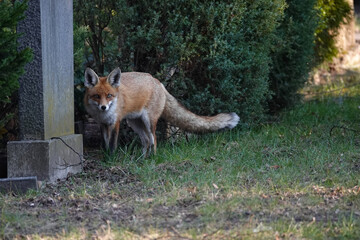 Fuchs auf dem Friedhof