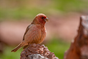 Sinai rosefinch (Carpodacus synoicus), Wadi Rum, Jordan.