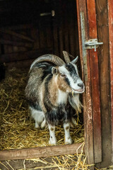 Goat with horn looking to the side