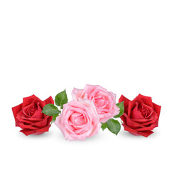 Red and Pink rose with drops isolated on white backgrpund