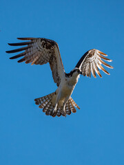 osprey flying through the air
