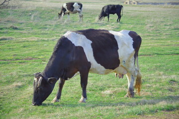 Beautiful breeding bull in the pasture. on a green meadow. on the background of the concept of forestry. Cow.