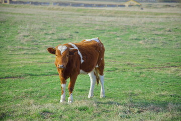 Fototapeta na wymiar cows in a pasture 