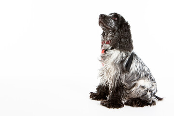 English Springer Spaniel. Full body studio image of a pedigree English Springer Spaniel dog set against a white background.