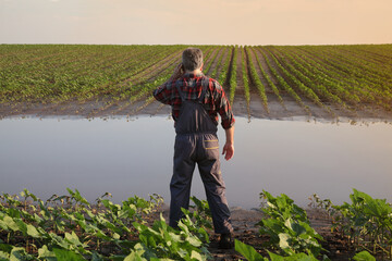 Farmer examining young green sunflower plants in mud and water and speaking by mobile phone, damaged  field after flood