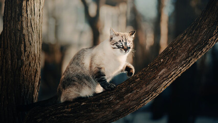 Cute tabby fluffy cat is sitting on a thick tree branch on a sunny winter day. A cat in nature. - Powered by Adobe