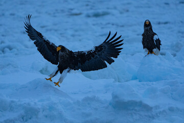 “Hokkaido_Birds of Prey”