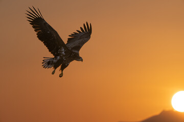 “Hokkaido_Birds of Prey”