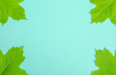 Blue background with green leaves on an ecological theme with copy space