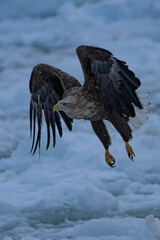 “Hokkaido_Birds of Prey”