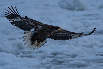“Hokkaido_Birds of Prey”
